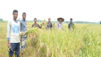 বোরো কাটায় ব্যস্ত কৃষক: বিশ্বনাথে বোরো উৎপাদনে অর্জিত হবে লক্ষমাত্রা